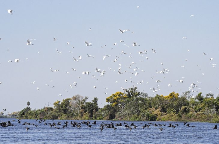 Pantanal-Foto-Bruno-Rezende-19-730x480